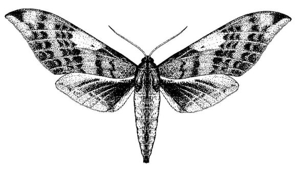 Мотылек Бражник мертвая голова вектор