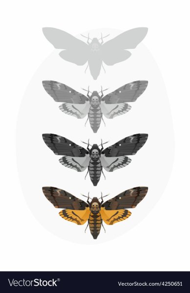 Мотылек тату эскиз