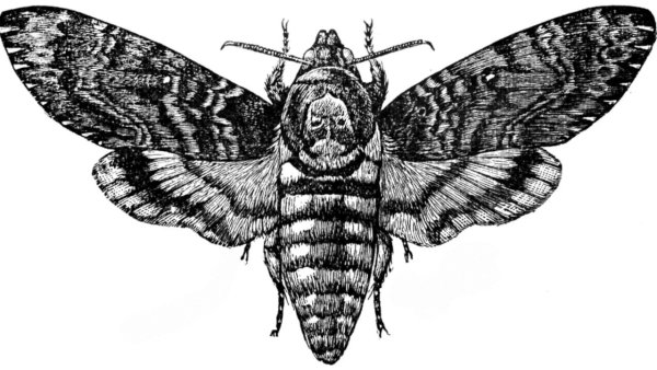 Бражник мертвая голова эскиз