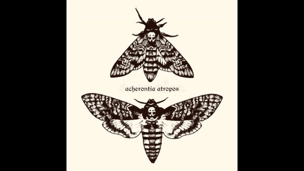 Татуировка Бражник мертвая голова