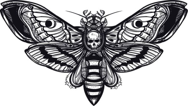 Бабочка олеандровый Бражник