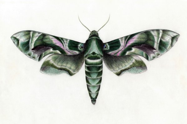 Мотылек карандашом