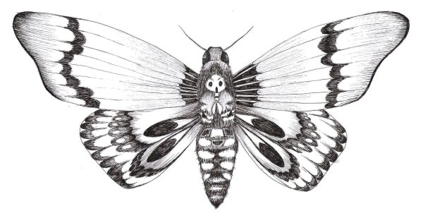 Бражник мертвая голова арт