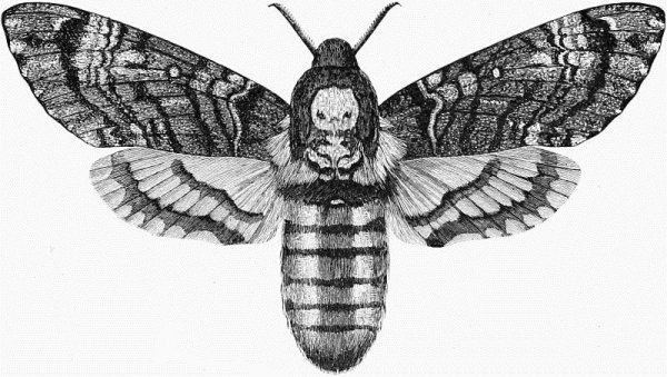 Бабочка Бражник Векторная