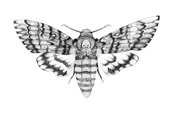 Мотылек тату эскиз