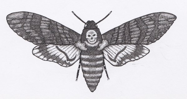 Бражник рисунок