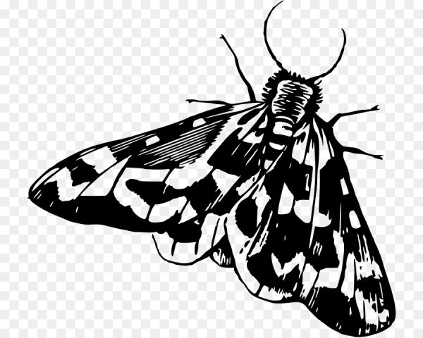 Бабочка Бражник рисунок