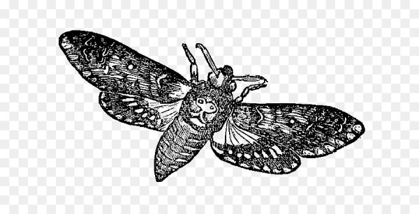 Мотылек на белом фоне