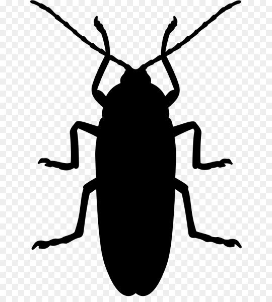 Жук черно белый