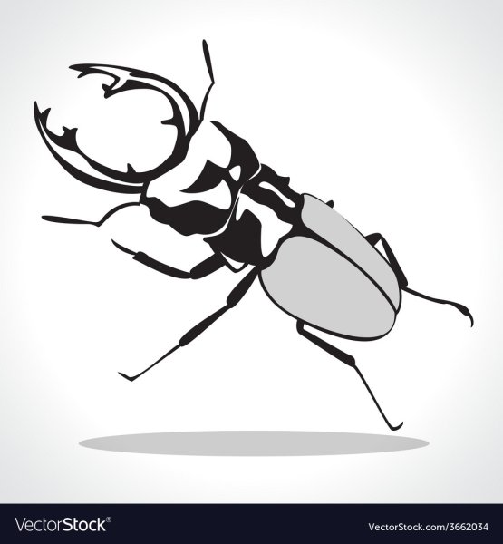 Жуки Векторная Графика