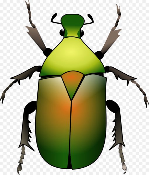 Нарисовать жука