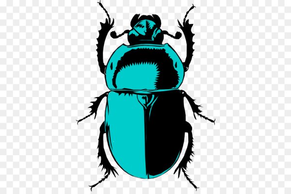 Жук скарабей метаморфоз