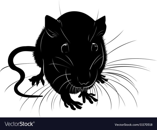 Крысиная морда стилизованная