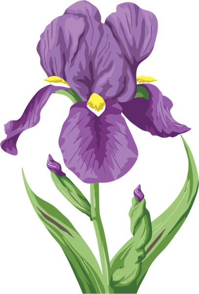 Ирис вектор