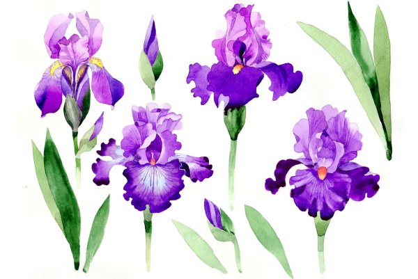 Ирис фиолетовый акварель