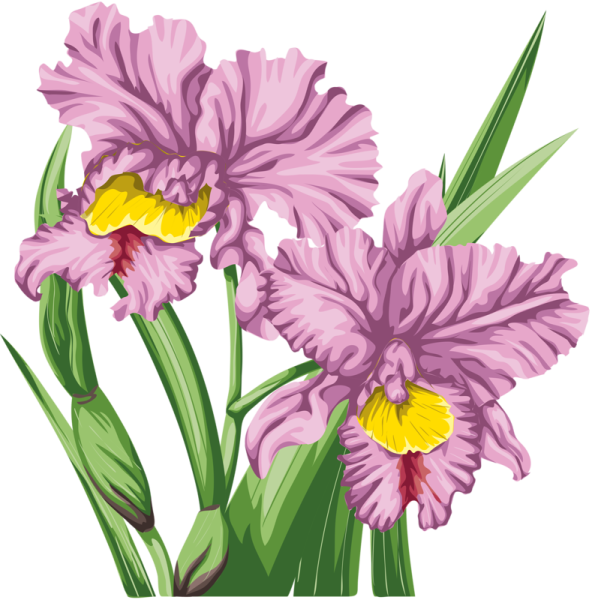 Ирисы на белом фоне