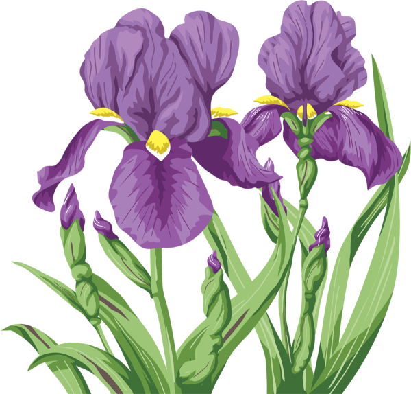 Ирис мультяшный