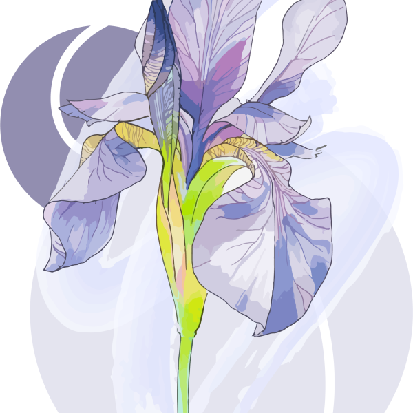 Ирис эмблематика