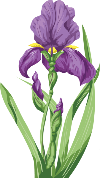 Ирисы вектор