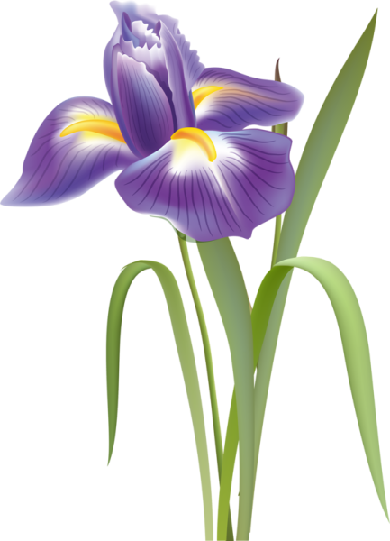 Цветок ириса вектор