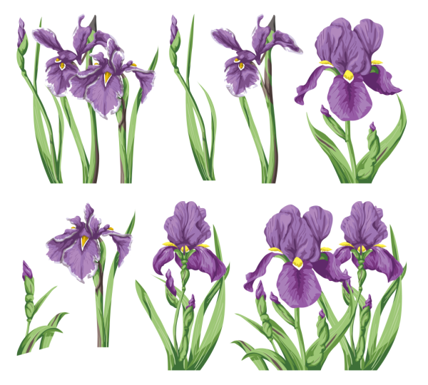 Ирис цветок рисунок