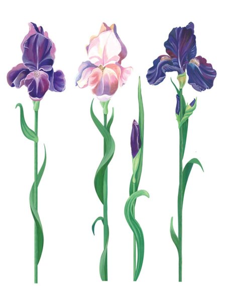 Decoretto ирисы