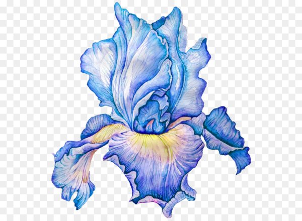 Ирис синий на белом фоне