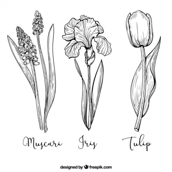 Тюльпан в графике