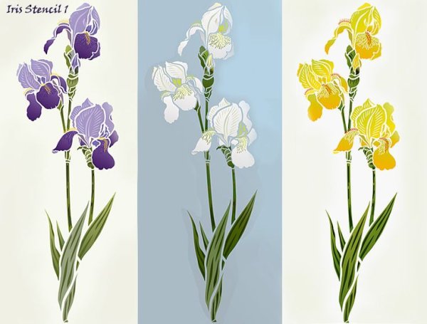 Схематичное изображение ириса