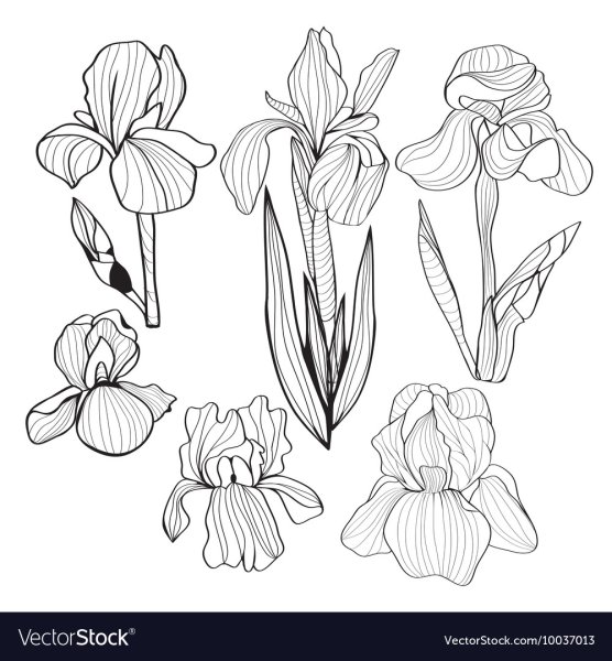 Ирис черно белый