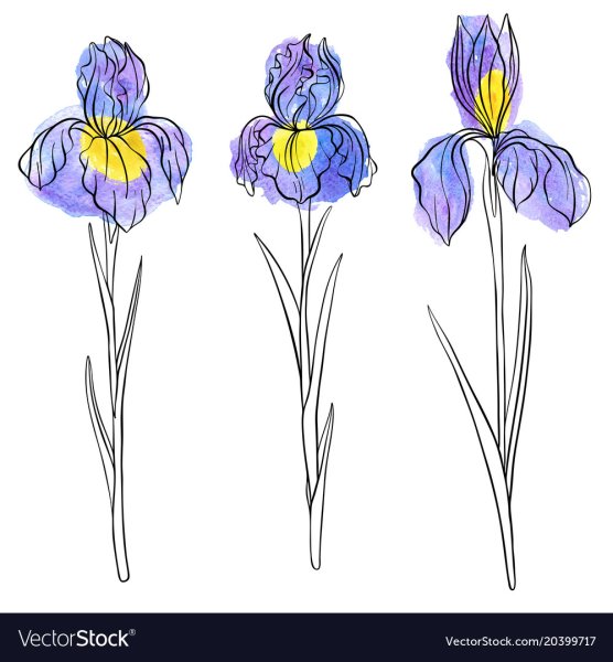 Рисунок цветка бутон ириса