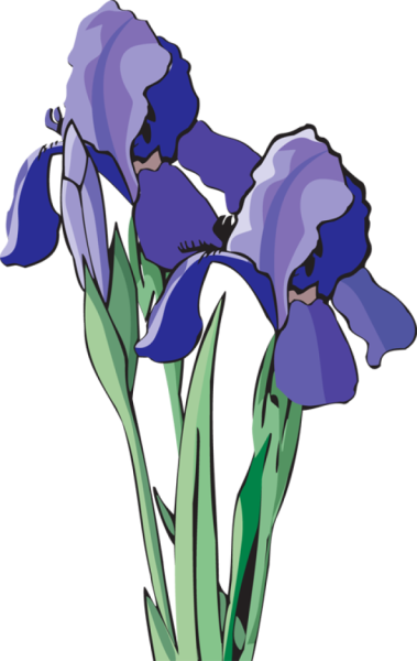Ирис для детей
