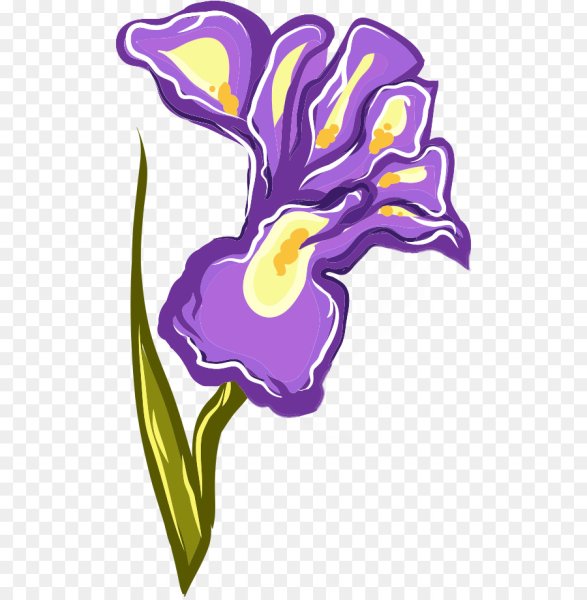 Ирис stylized