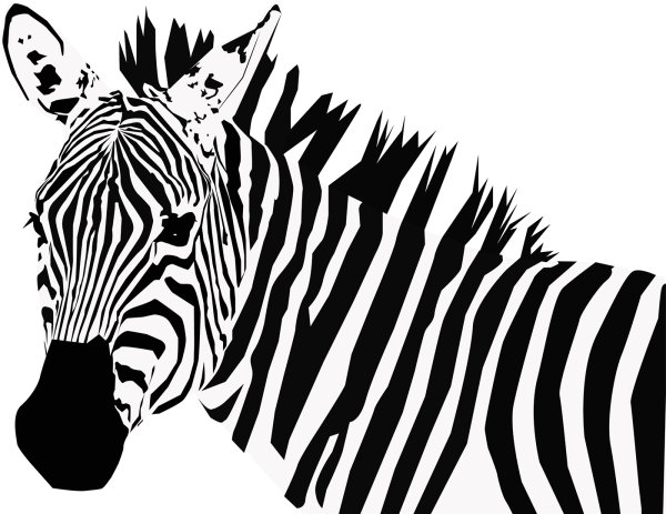 Зебра рисунок