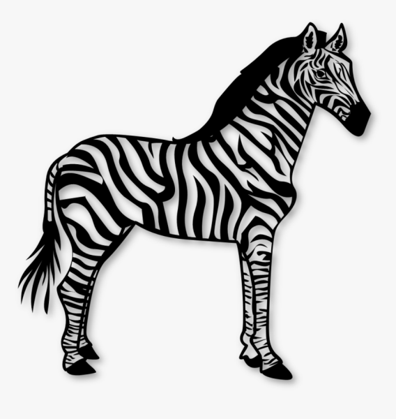 Зебра контур