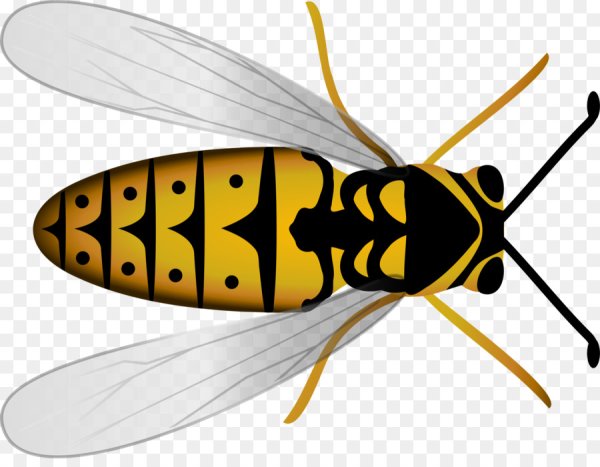 Пчела вид сверху