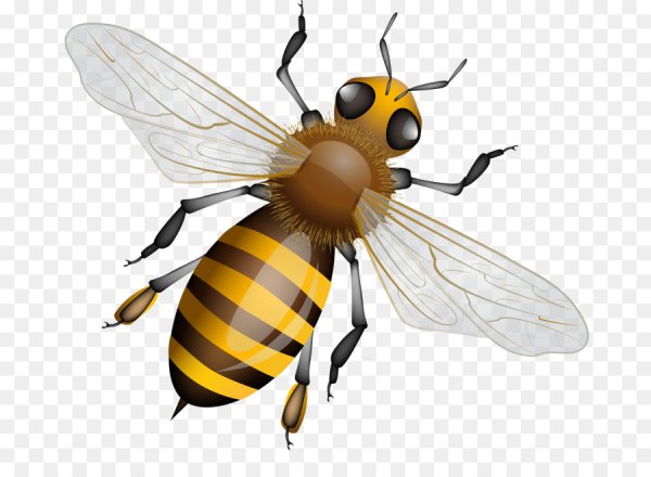 Оса без фона