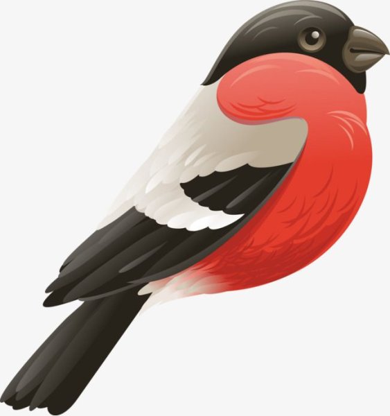 Снегирь на белом фоне