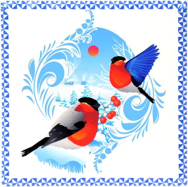 Снегири зимой на белом фоне