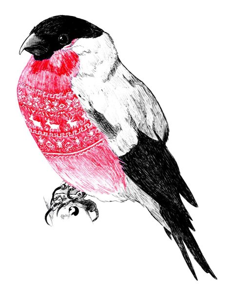 Снегирь на прозрачном фоне