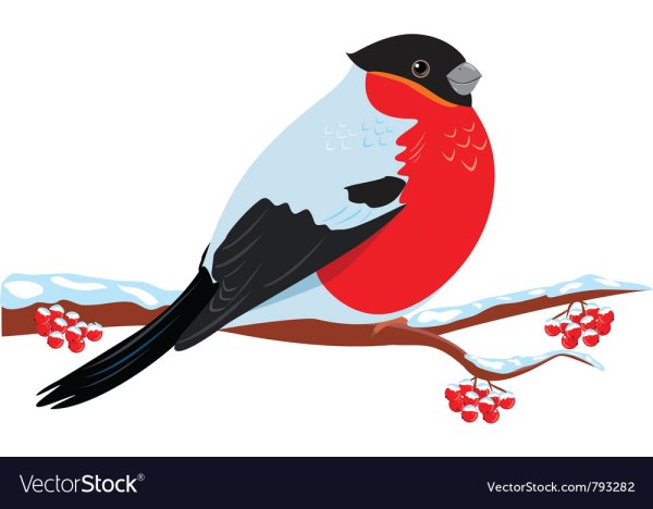Снегирь вектор