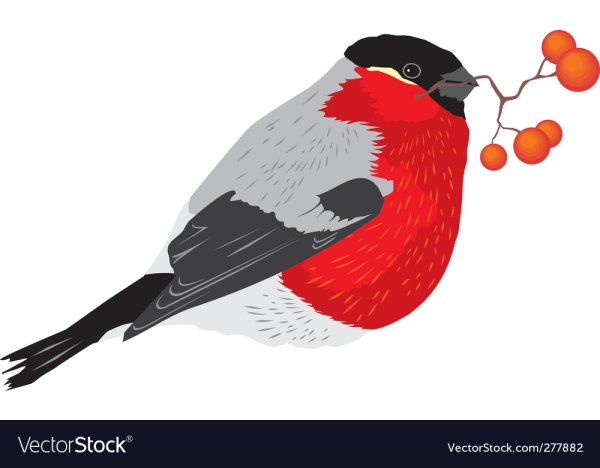 Снегири вектор на белом фоне