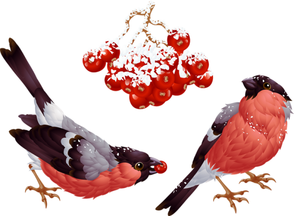 Снегирь на прозрачном фоне