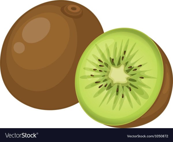 Киви в разрезе вектор