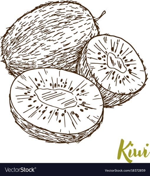 Киви hand drawn