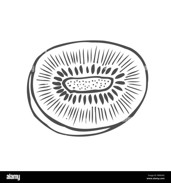 Киви в разрезе вектор