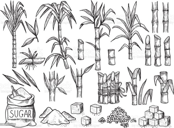 Тростниковый сахар вектор