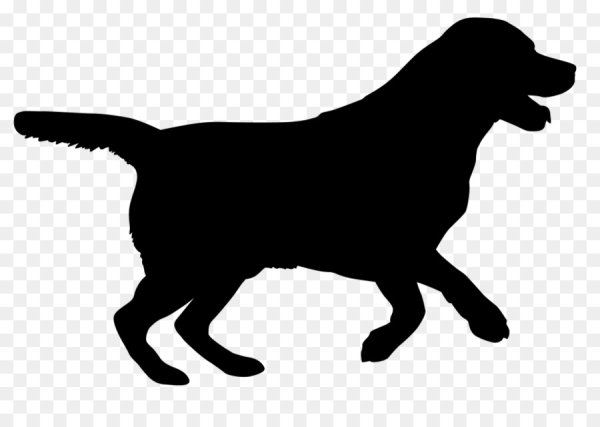 Лабрадор ретривер черный