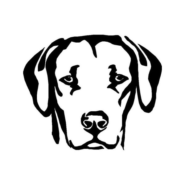 Морда собаки