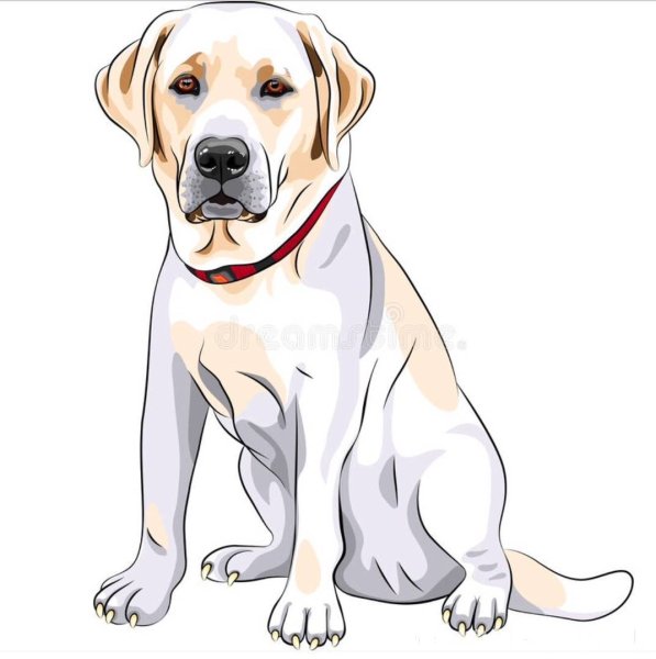 Белый лабрадор вектор